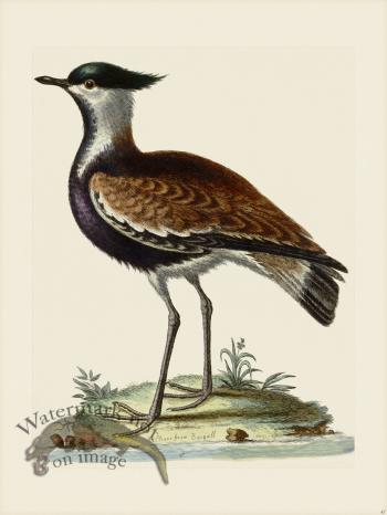 Edwards 047 Black breasted Indian Plover